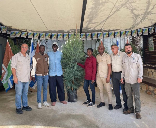 Plant a tree - Christmas